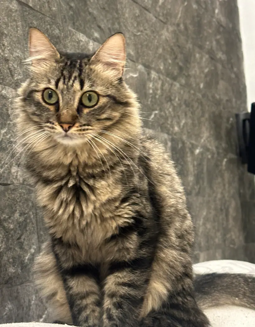 Lana, la gata atigrada de Turmalina Mágica, mirando a cámara